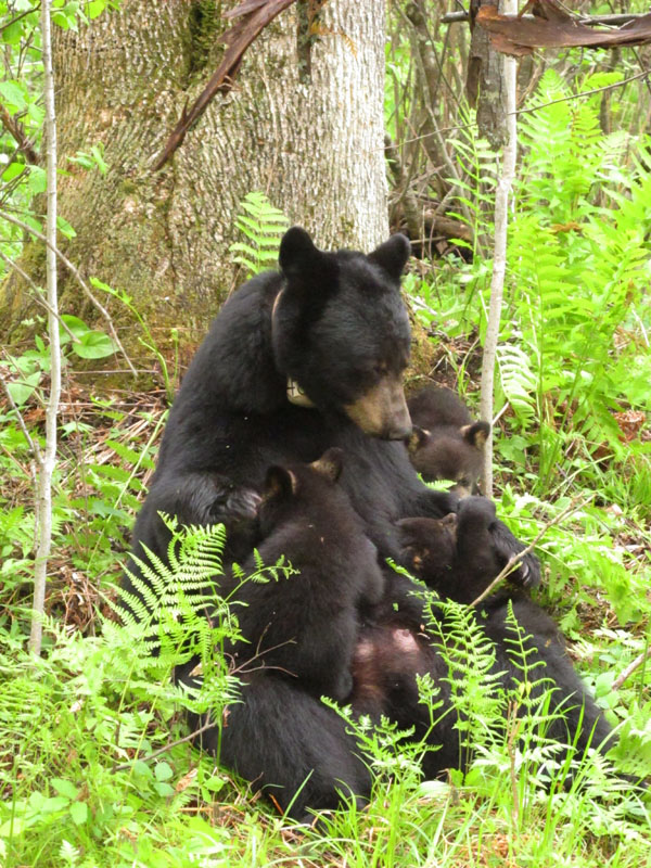 Juliet settles in to nurse her cubs - May 22, 2012