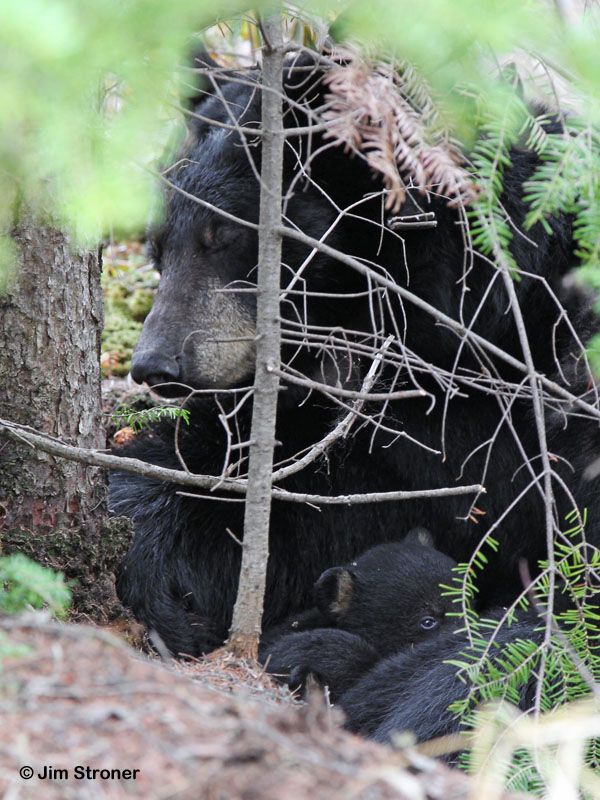 Juliet nursing cubs under balsams - March 24, 2012