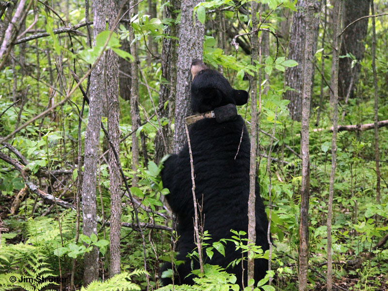 Juliet reaching for tent caterpillars - June 16, 2012