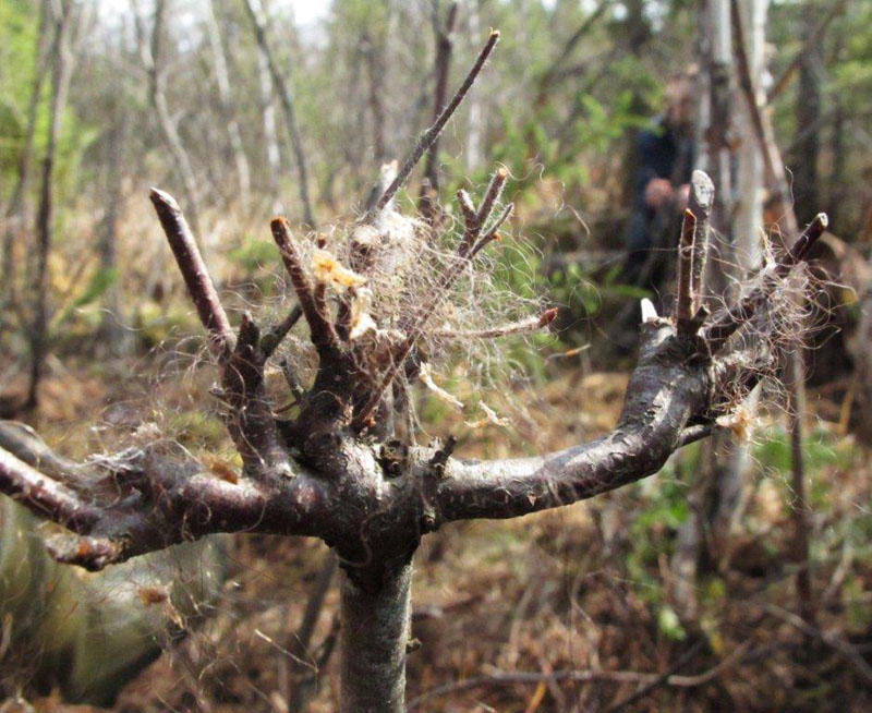 This sapling about 18 inches tall had its branches repeatedly nibbled by snowshoe hares.  Juliet uses it as a scratching post which might explain the tufts of underfur that protrude from her otherwise smooth coat. - April 2, 2012