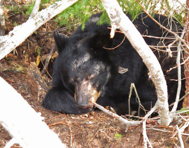Juliet and cubs sleeping - April 2, 2012