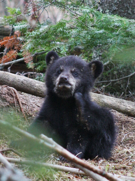 Juliet's cub scratching chin with hind foot - April 25, 2012