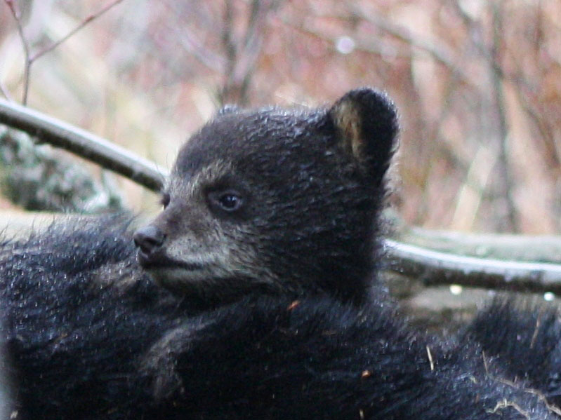 Cub peeks over Juliet - April 25, 2012