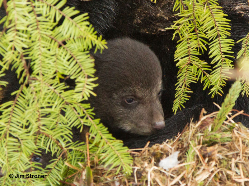 Juliet's cub - March 30, 2012