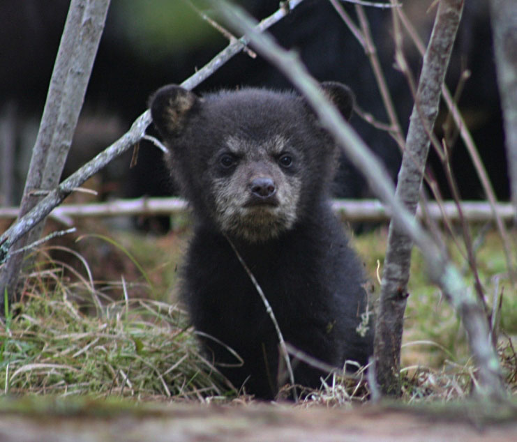 Juliet's cub - April 25, 2012