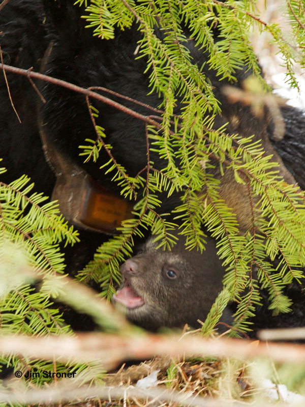 Juliet's cub - March 30, 2012