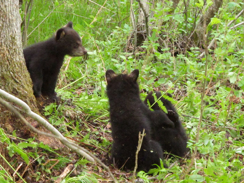 Juliets cubs - May 22, 2012
