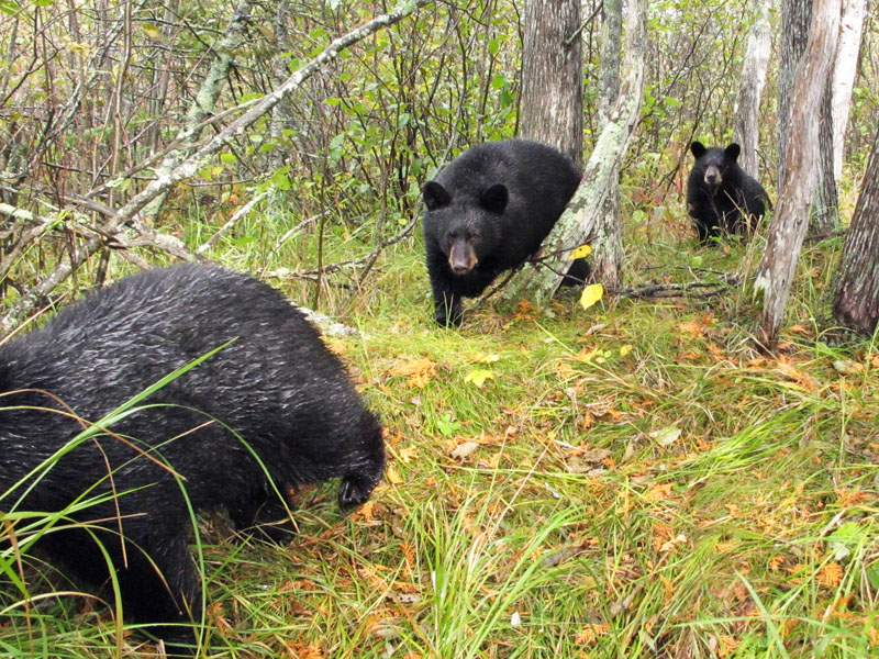 Juliet's cubs approaching - Sept 21, 2012