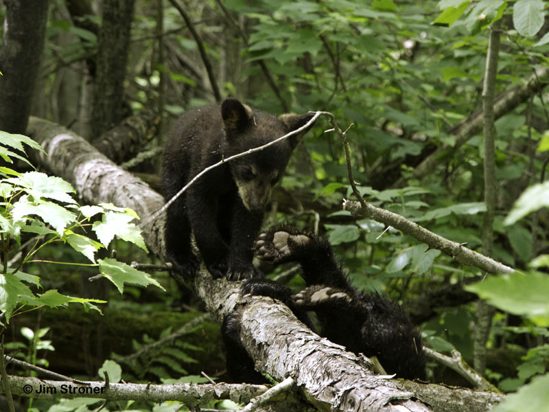 Juliets cubs log 20120619