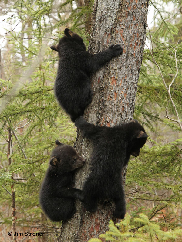 Juliets cubs climb - April 7, 2012