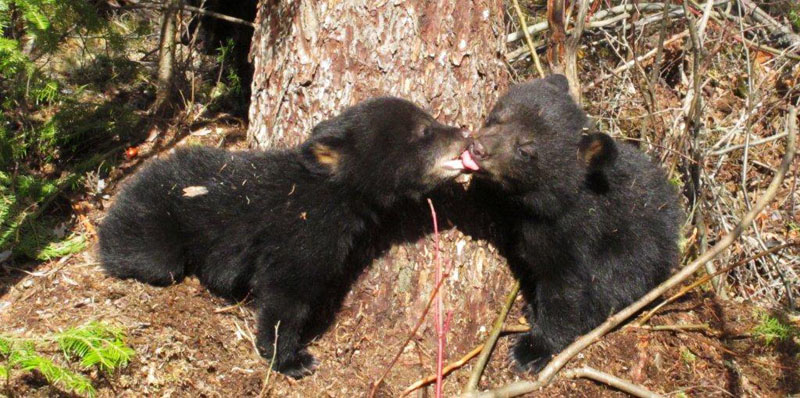 Juliets cubs tongue-licking - April 8, 2012