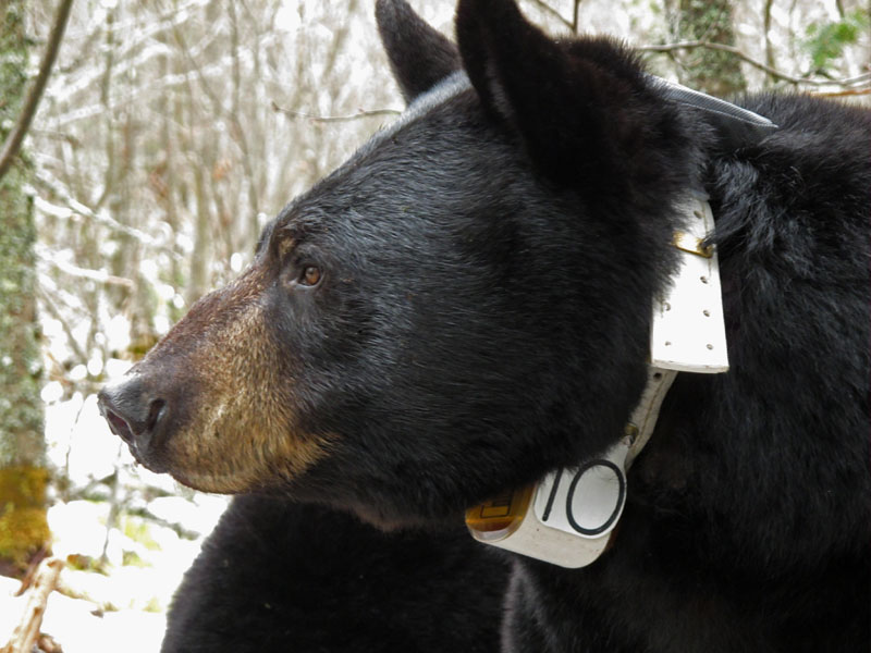 June with new collar - March 31, 2012