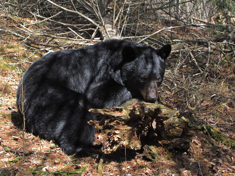 June - April 29, 2012