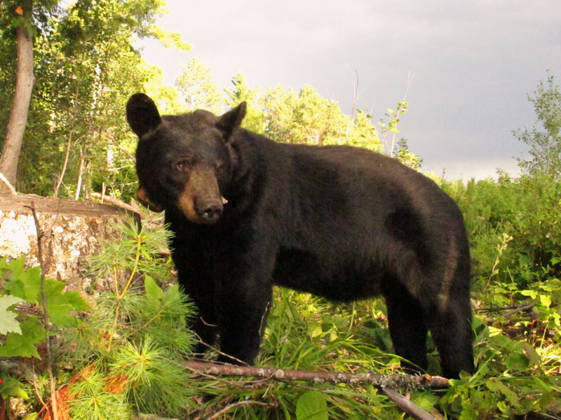 June - July 22, 2012