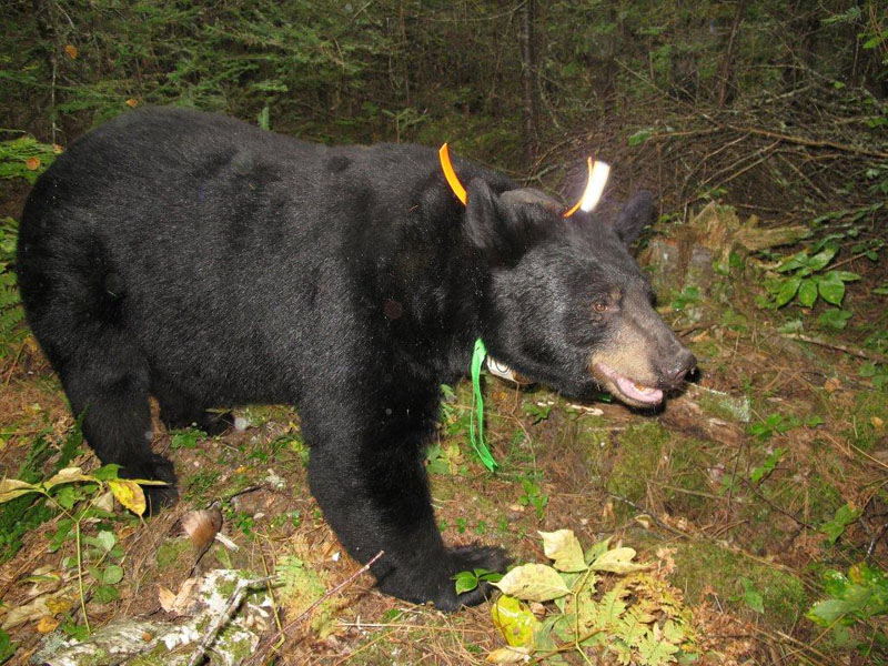 June with reflective plastic strips - Aug 30, 2012