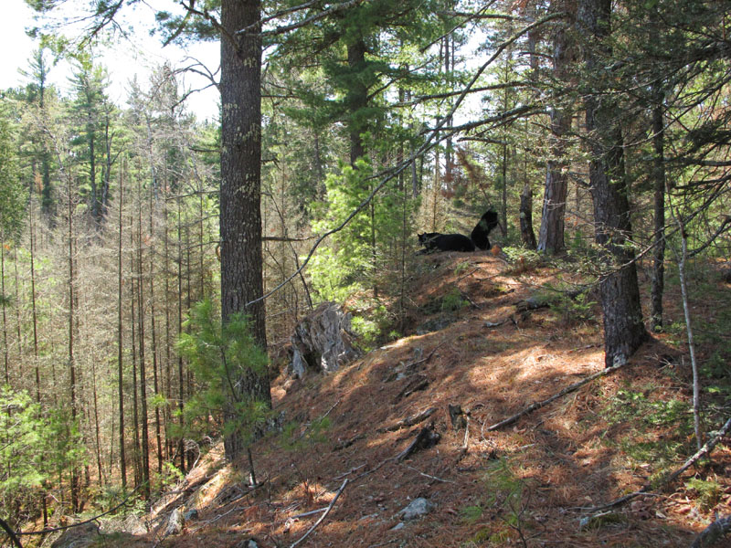 Aspen bends a tree while June rests - April 26, 2012