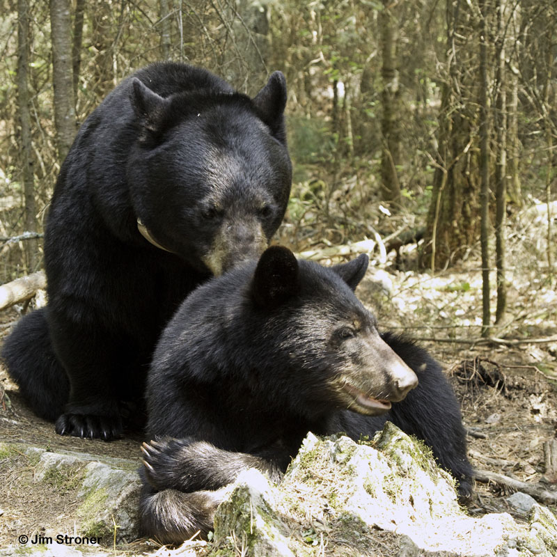 June grooming Aspen - May 19, 2012