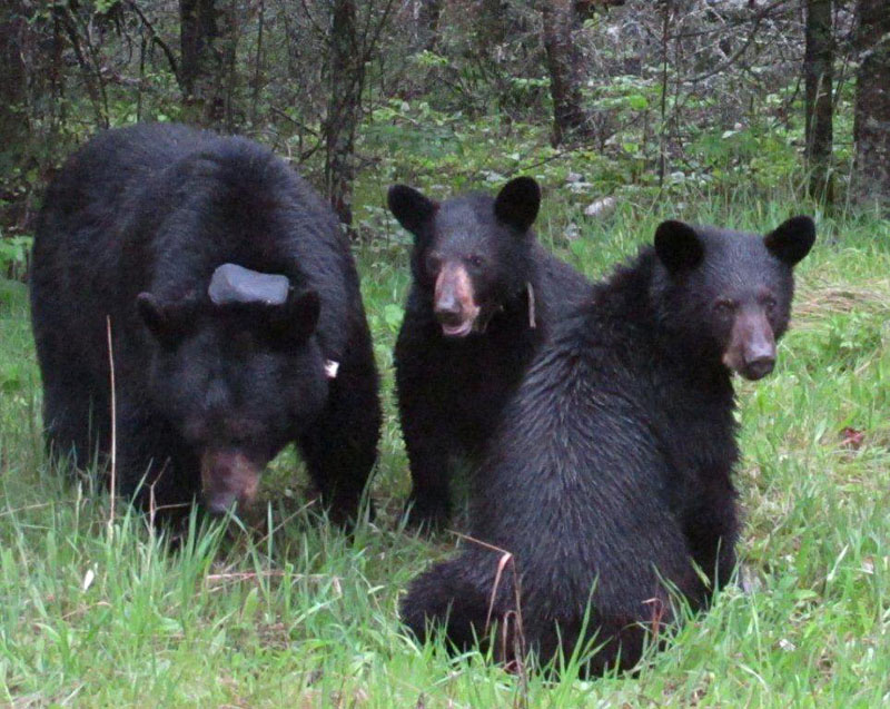 June, Aster, and Aspen - May 24, 2012