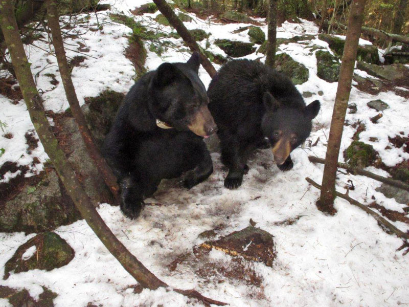 June and Aster exit Lily's den - April 19, 2012