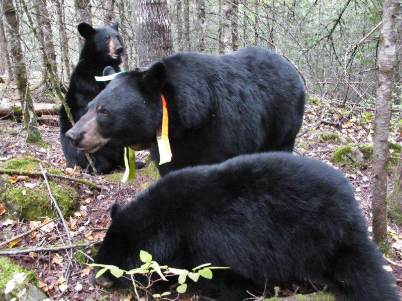 June__big_cubs_-_20110917