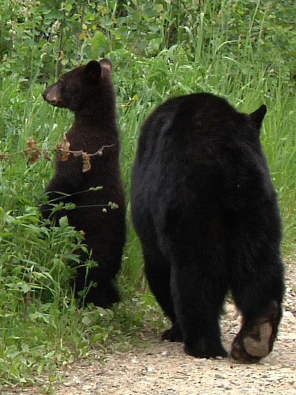 June_and_cub_-_20110621