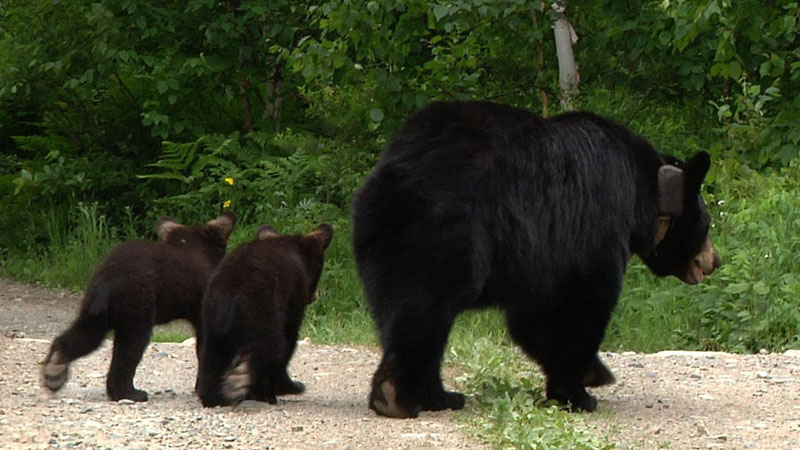 June_and_cubs_-_20110621
