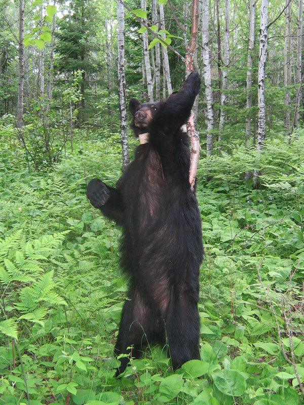 June scent marks a birch - June 24, 2004