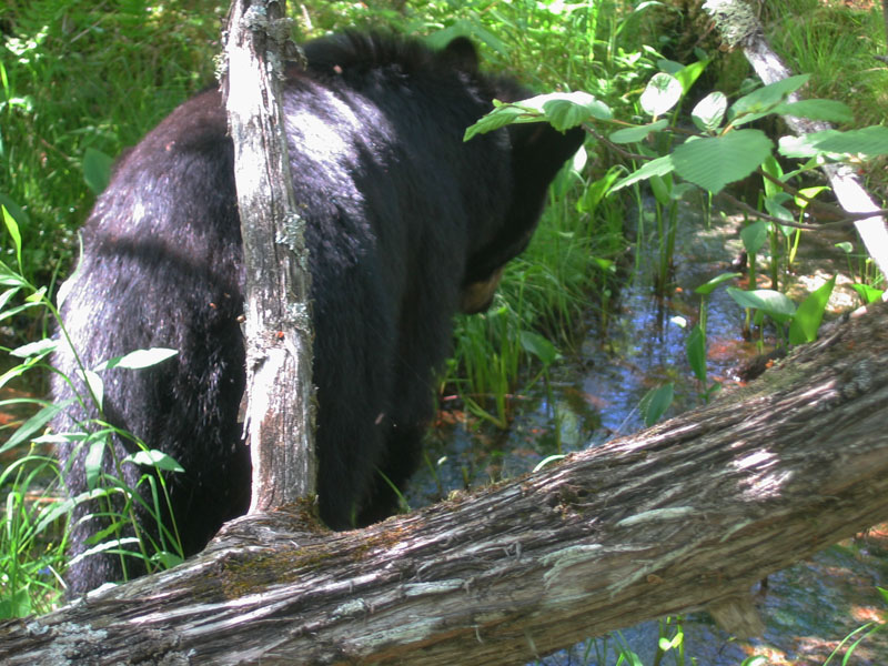 June feeding on wild calla - June 24, 2004