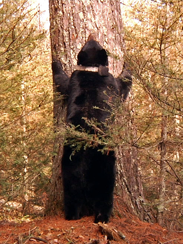 June_calling_to_cubs_-_20110504