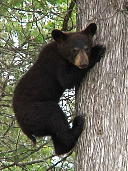 June_cub_on_tree_-_20110621