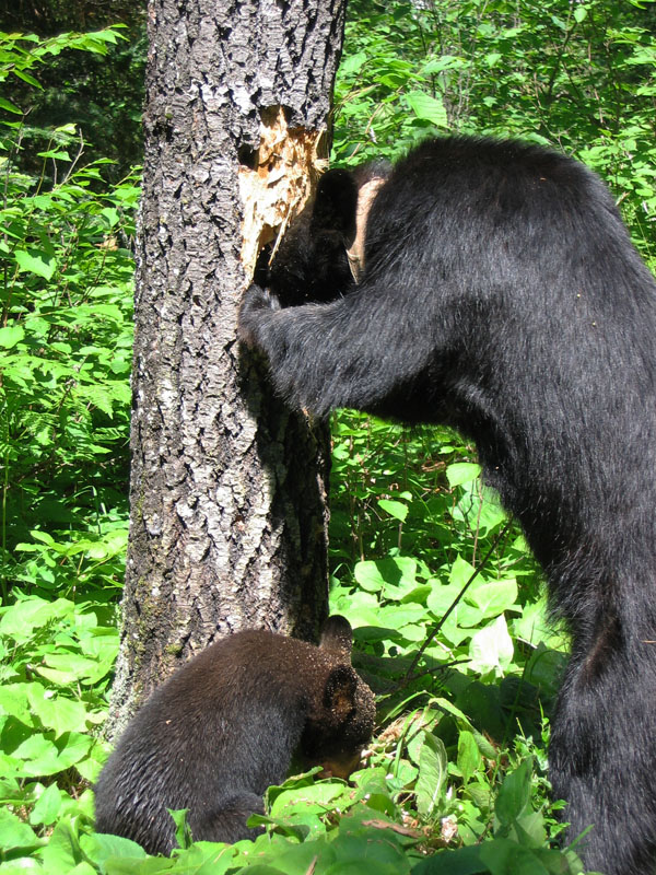 June and cub feeding on ant pupae - July 12, 2005