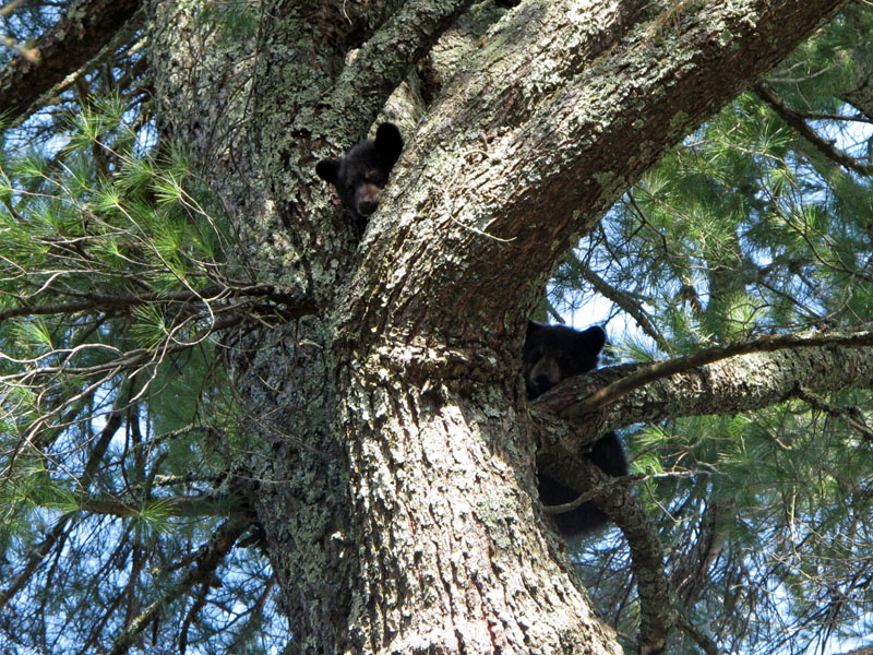 June_cubs_-_20110504