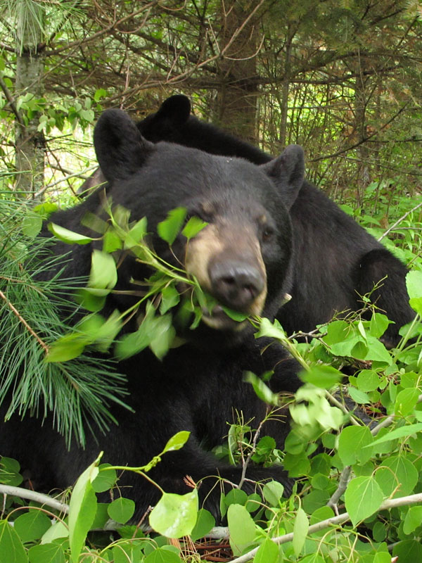 June strips aspen leaves through her diastema - May 29, 2012