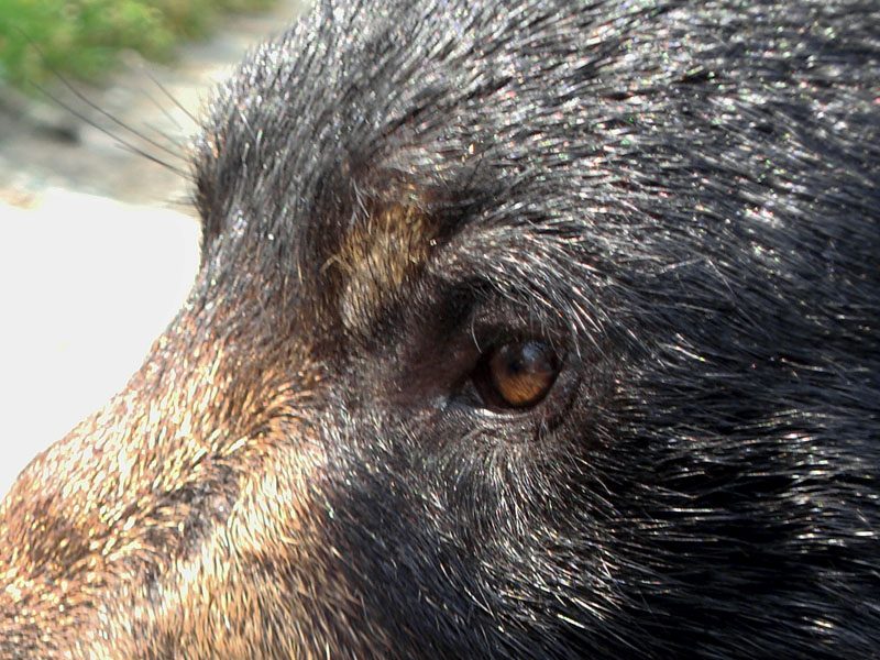 June_eye_cr_20110808