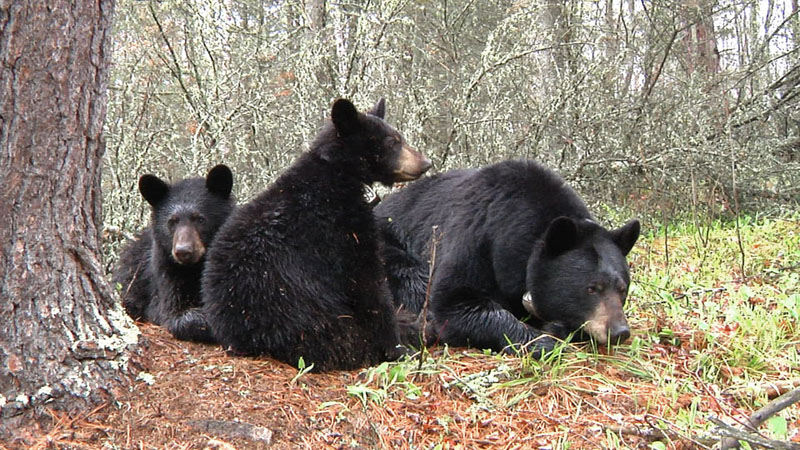 Aspen, Aster, and June - May 8, 2012