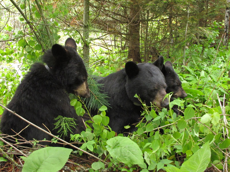 Aster, June, and Aspen feeding on aspen leaves - May 29, 2012