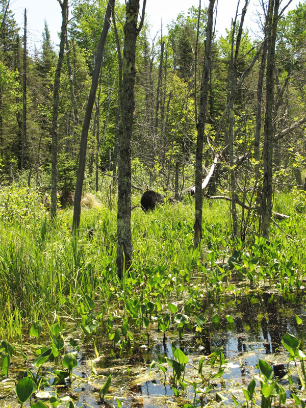 June forages on wild calla - May 31, 2012