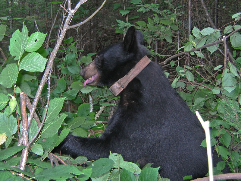 June eating hazelnuts - Aug 2, 2005