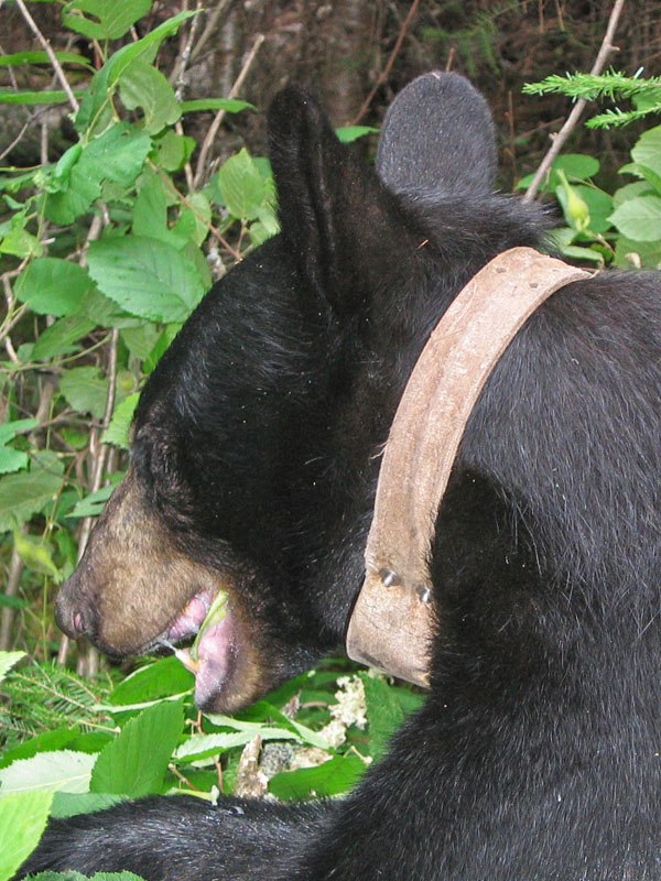 June eating hazelnuts - Aug 2, 2005