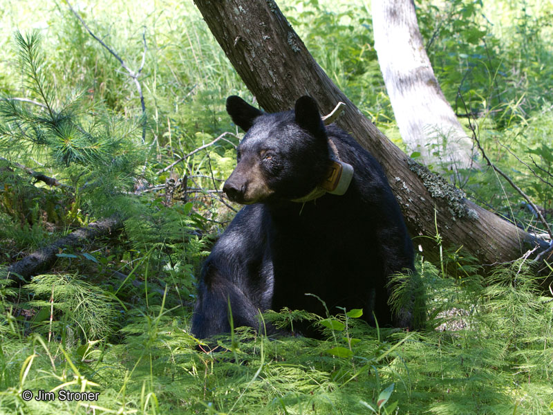 June_in_cedars_-_20110731