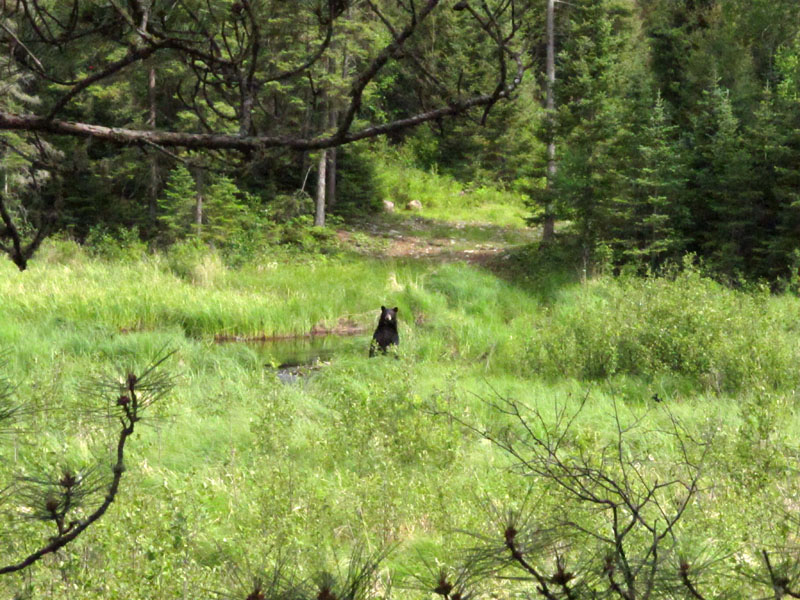 June stands in marsh to get a better look - June 15, 2012
