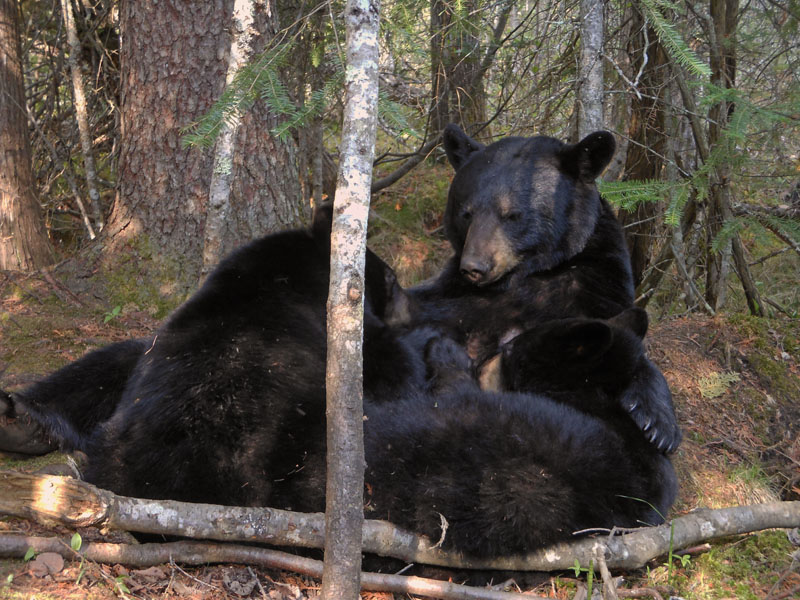 June nurses her yearlings - May 15, 2012