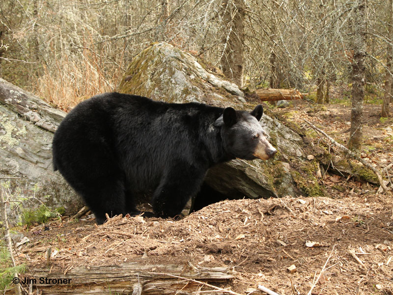 June next to her freshly dug out old den - April 13, 2012