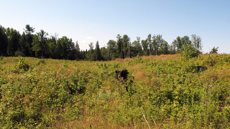 June in raspberry patch - July 9, 2012