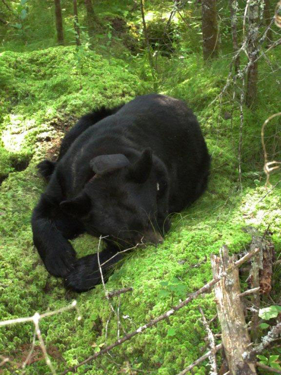 June sleeping in mossy bed - Aug 13, 2012