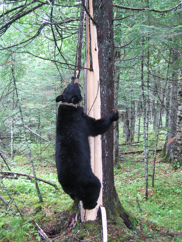 June stripping cedar - June 6, 2005