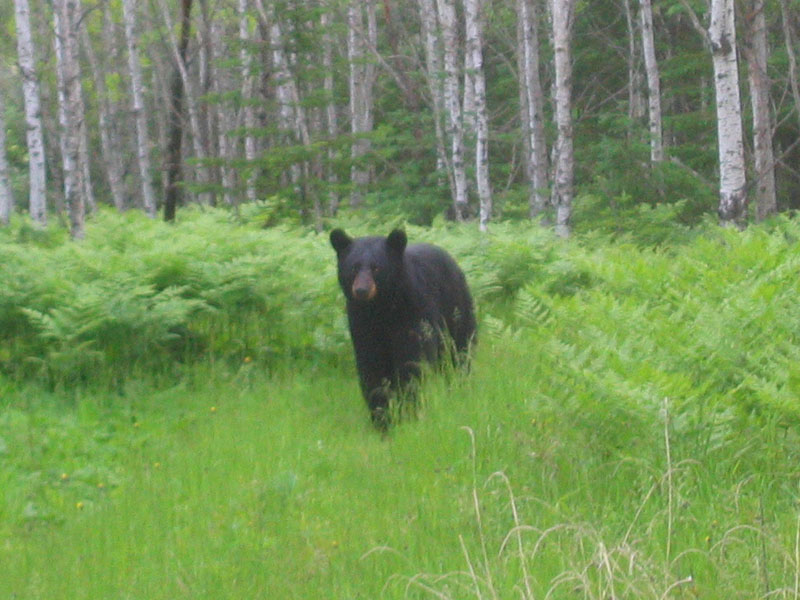 Male follow us - June 24, 2004