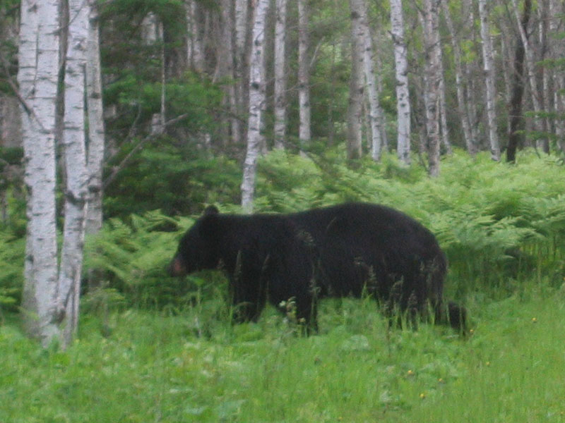 Male crosses behind us - Mune 24, 2004