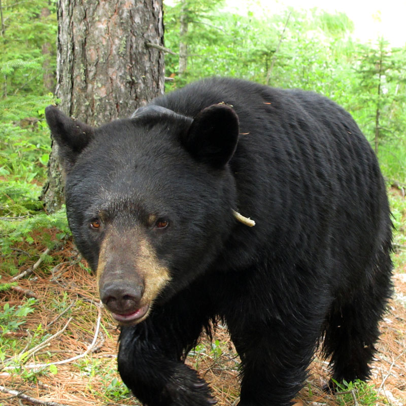 June wet from crossing the marsh - June 15, 2012