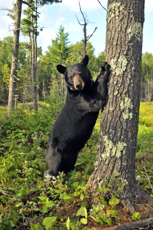 June standing at white pine - July 30, 2012